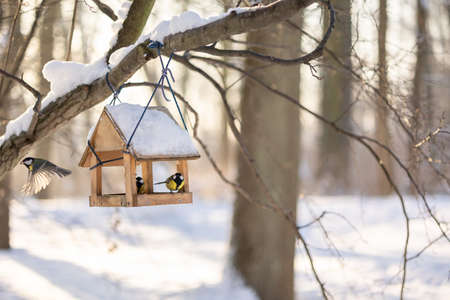 Hungry birds eat food from hanging feeder on sunny winter day in park. Bright yellow tits Parus major and other birds on tree branches outdoors. Tits scream at nuthatch stealing seedsの写真素材