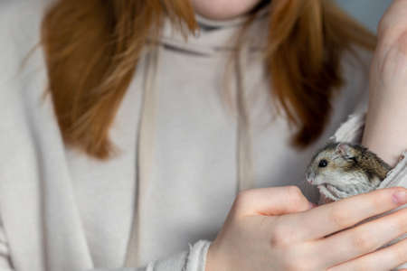 Girl is holding hamster in her hands. Childs hands with a hamster close up