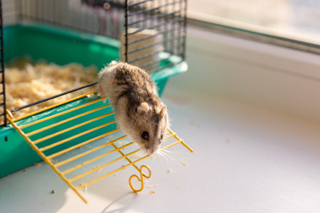 Funny hamster peeking out of cage, selective focusの写真素材