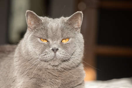 Portrait of lying gray cat with orange eyes close-up. British blue Shorthair cat. Selective focusの写真素材