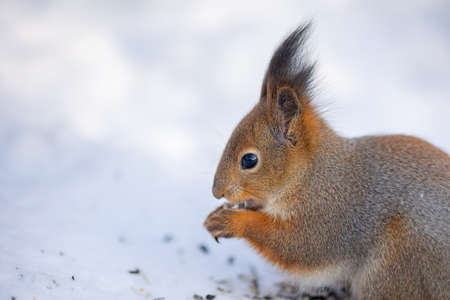 Close-up portrait of squirrel. Squirrel sits in snow and eats nuts in winter snowy park. Winter...