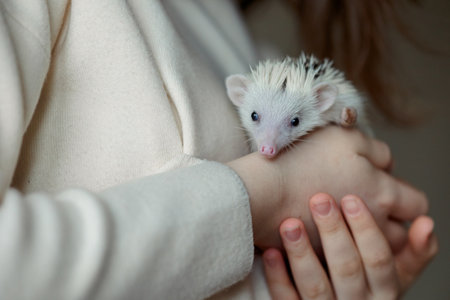 Girl holds cute hedgehog in her hands. Portrait of pretty curious muzzle of animal. Favorite pets. Atelerix, African hedgehogs. High quality photoの写真素材