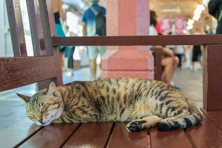 Homeless tabby cat sleeps on bench at on Traditional market in Dubai, UAE, selective focus. High quality photoの写真素材