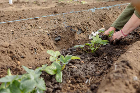 Woman is planting seedlings of strawberries. Gardening work. Country life. Eco farm. High quality...