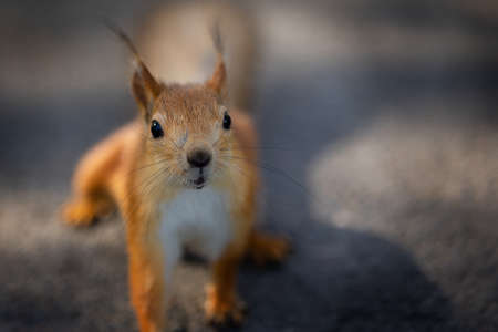 Squirrel sits on ground and looks at camera. Sammer color of animal. High quality photoの写真素材