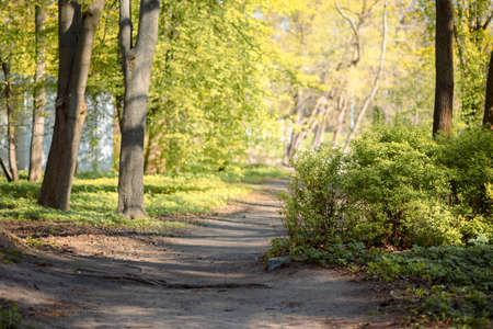 Panorama of beautiful trees at forest in sunrays at sunrise. Beautiful spring landscape in forest in...