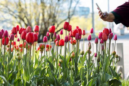 Womans hand with phone photographing red tulips in park. Field of blooming colorful flowers. Spring landscape. High quality photoの写真素材