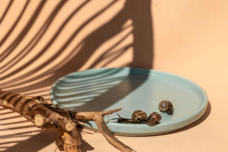 Garden snails crawling on blue plate on beige background. Beautiful shadows and eco driftwood. High quality photoの写真素材