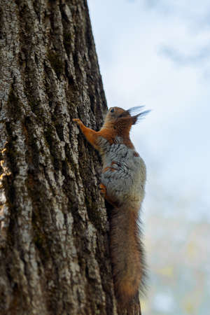 Red squirrel on tree spring coat color change. Squirrel sheds. Spring color of animal. High quality...