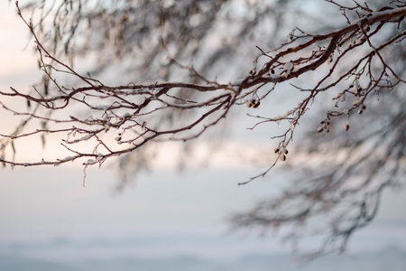 Beautiful winter landscape with field of white snow and tree branches in hoarfrost at sunset frosty day. High quality photoの写真素材