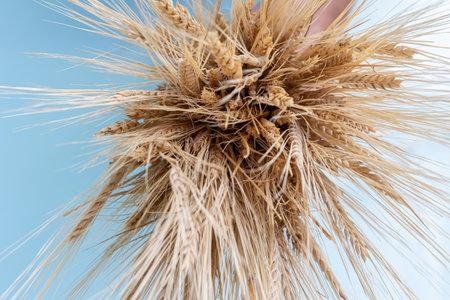 Bouquet of golden rye ears, dry yellow cereals spikelets. Closeup, copy space, top view. Selective focus. High quality photoの写真素材