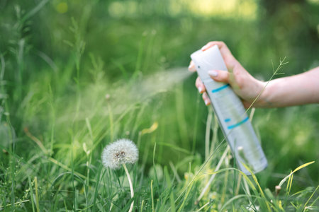 Wreath of white dandelions. Step by step instructions. Step 1. Womans hand sprinkles hairspray on dandelion flower so that it does not break. High quality photoの写真素材