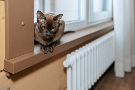 Burmese kitten is sitting on windowsill. Cat is heated by radiator. High quality photoの写真素材