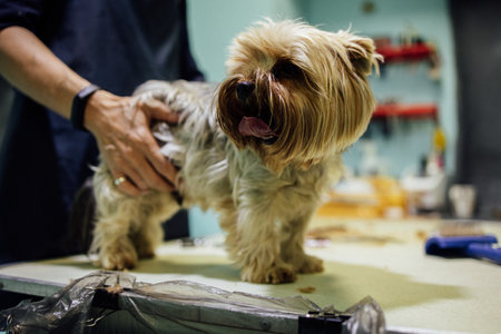 Groomer woman cutting and combing dog at grooming salon. Professional care of pets concept. High quality photoの写真素材