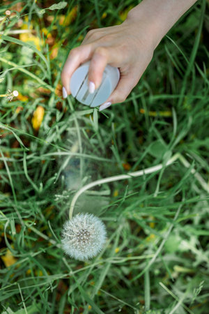 Wreath of white dandelions. Step by step instructions. Step 1. Womans hand sprinkles hairspray on dandelion flower so that it does not break. High quality photoの写真素材
