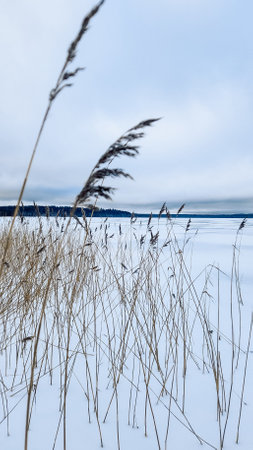 Beautiful winter landscape on white field at edge of forest. Field of white snow and ice on horizon. Light and airy feel and light color palette. vertical photo. high quality photoの写真素材