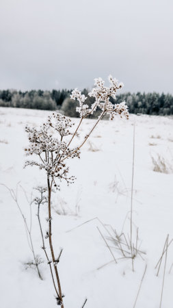 Beautiful winter landscape on white field at edge of forest. Field of white snow and ice on horizon. Light and airy feel and light color palette. vertical photo. high quality photoの写真素材