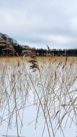 Beautiful winter landscape on white field at edge of forest. Field of white snow and ice on horizon. Light and airy feel and light color palette. vertical photo. high quality photoの写真素材