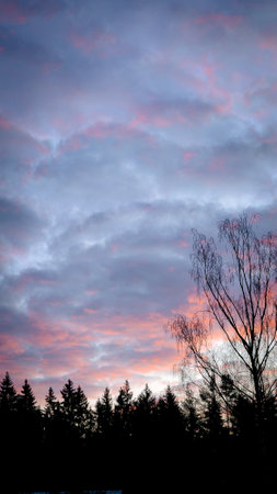 beautiful evening sunset. Fantastic pink-blue sky with pepper clouds and silhouetted trees. vertical photo. high quality photoの写真素材