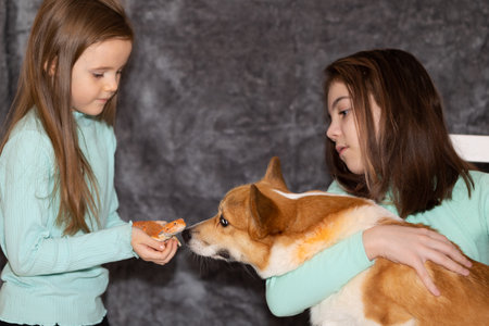 Portrait of pretty girls with Red bearded Agama iguana and with corgi dog on gray background. Two small children playing with pets. Selective focus. High quality photoの写真素材