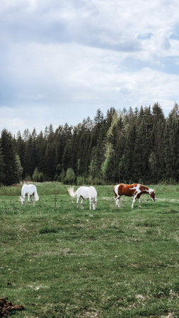 Thoroughbred horses grazing in field next to forest. Beautiful rural landscape. Vertical photo. High quality photoの写真素材