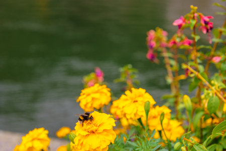 Bumblebee collects nectar on flower in summer, close-up. Bumblebee pollinates flowers in garden