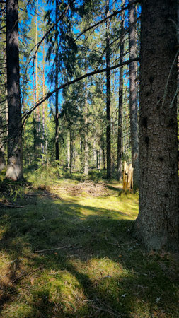 Panorama of beautiful trees at forest in sunrays at sunrise. Beautiful spring landscape in forest in spring. Selective focus. Nature backdrop with plant. High quality photoの写真素材