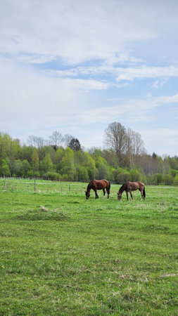 Thoroughbred horses grazing in field next to forest. Beautiful rural landscape. Vertical photo. High quality photoの写真素材