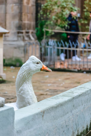 Barcelona, Spain - December 1, 20023: 13 white geese at Barcelona Cathedral in pond with fountainのeditorial素材