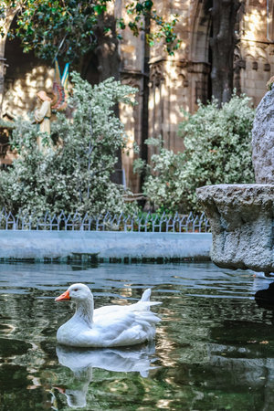 Barcelona, Spain - December 1, 20023: 13 white geese at Barcelona Cathedral in pond with fountainのeditorial素材
