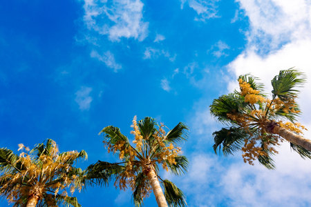 Green palm leaves against blue sky. Palm trees in backlit summer sunlight. View from bottom to top. High quality photoの写真素材