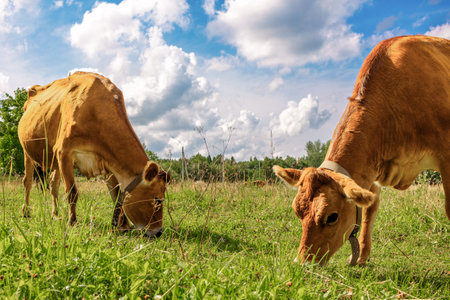 Brown cows graze on green meadow near forest on summer day, close-up. High quality photoの写真素材