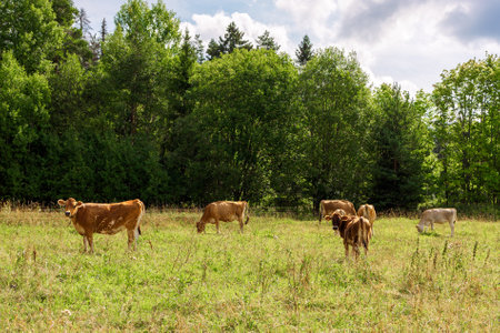 Brown cows graze on green meadow near forest on summer day, close-up. High quality photoの写真素材
