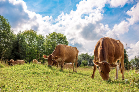 Brown cows graze on green meadow near forest on summer day, close-up. High quality photoの写真素材