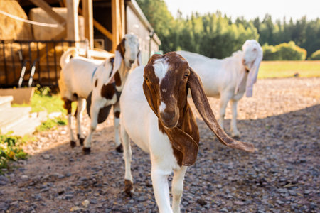 Portrait of white and brown goats with long ears looking at camera. Close up. High quality photoの写真素材