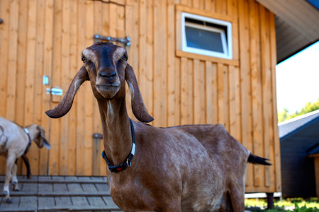 Portrait of brown Nubian goat with long ears, looking at camera. Close-up wildlife concept. High quality photoの写真素材