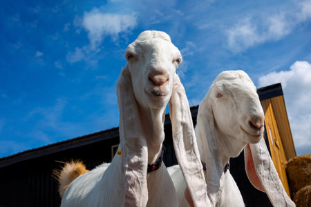 Portrait of two white Nubian goats with long ears, looking at camera. Close-up wildlife concept....