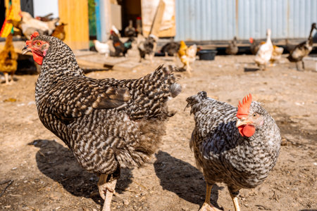 Poultry yard with domestic hens, roosters, geese. Birds walk on rural organic nature farm and eat food. Selective focus. High quality photoの写真素材