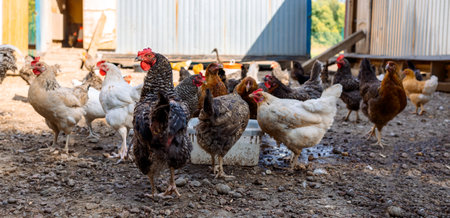 Poultry yard with domestic hens, roosters, geese. Birds walk on rural organic nature farm and eat food. Selective focus. Panoramic view, bannerの写真素材