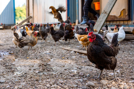 Poultry yard with domestic hens, roosters, geese. Birds walk on rural organic nature farm and eat food. Selective focus. High quality photoの写真素材