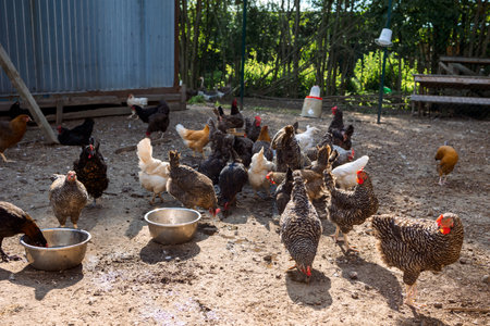 Poultry yard with domestic hens, roosters, geese. Birds walk on rural organic nature farm and eat food. Selective focus. High quality photoの写真素材