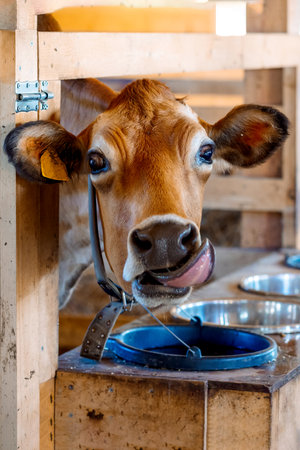 Close-up portrait of funny cow stuck out his tongue. Dairy eco farm. Rural organic nature animals farm. Selective focus. Vertical photoの写真素材