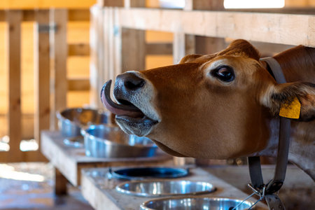 Close-up portrait of funny cow sticking out his tongue. Rural organic nature animals farm. Selective focus. High quality photoの写真素材