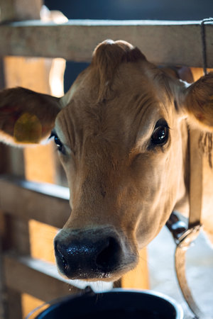 Close-up portrait of calf. Cows eat hay and water at barn. Dairy eco farm. Rural organic nature animals farm. Selective focus. Vertical photoの写真素材