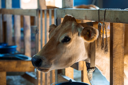 Close-up portrait of cow. Cows eat hay and water at barn. Dairy eco farm. Rural organic nature animals farm. Selective focus. High quality photoの写真素材