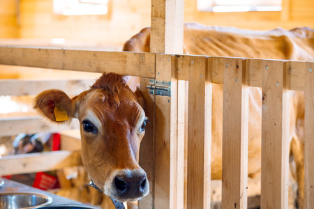 Close-up portrait of cow. Cows eat hay and water at barn. Dairy eco farm. Rural organic nature animals farm. Selective focus. High quality photoの写真素材