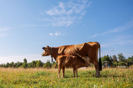 Brown calf drinks milk from mother cow on pasture on green meadow on summer day, close-up. High...