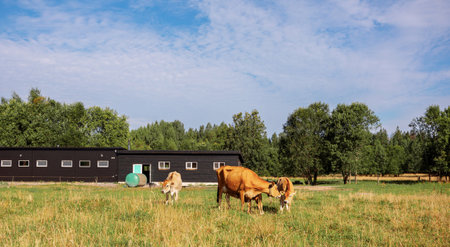 Brown cows graze on green meadow near forest on summer day, close-up. Dairy eco farm. Rural organic nature animals farm. Panoramic view, bannerの写真素材