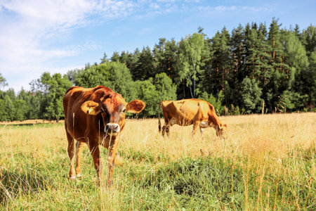 Brown cows graze on green meadow near forest on summer day, close-up. High quality photoの写真素材