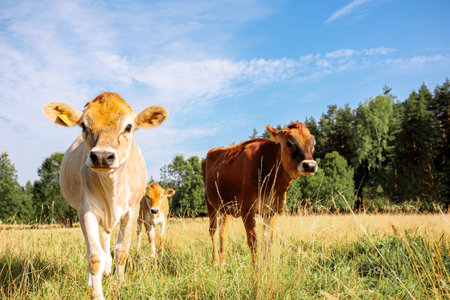 Brown cows graze on green meadow near forest on summer day, close-up. High quality photoの写真素材